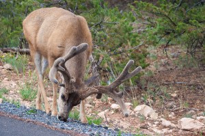 Deer at the Grand Canyon.