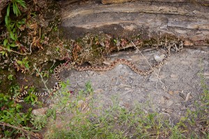 The snake behind me at Mesa Verde!