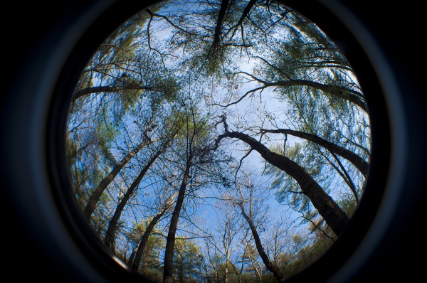 Harold Parker State Forest in MA