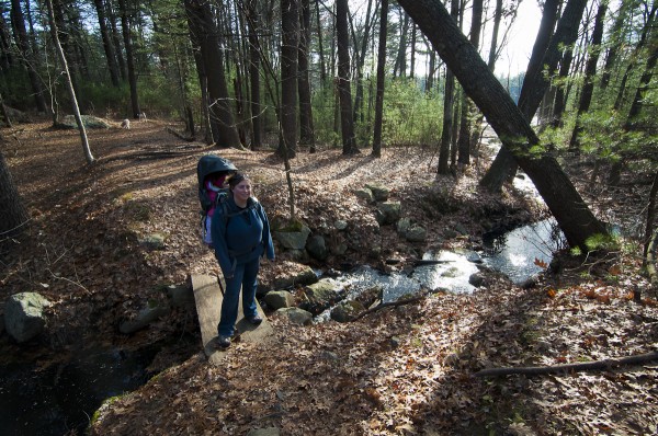 Harold Parker State Forest in MA