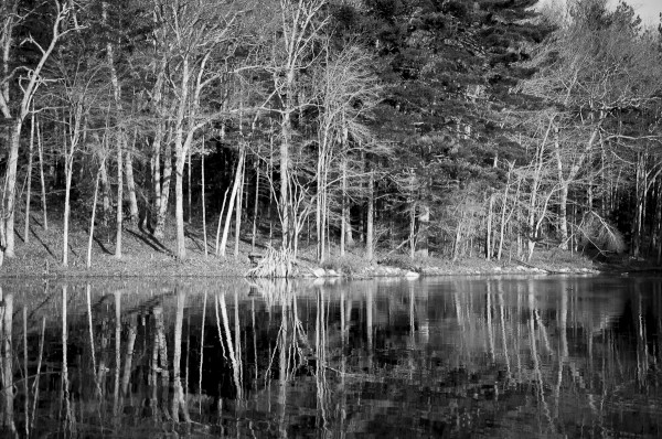 Harold Parker State Forest in MA