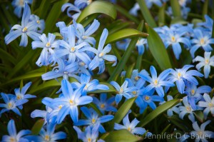 Flowers blooming in the gardens at the Stevens-Coolidge Place.