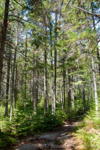 The Imp Trail, NH.