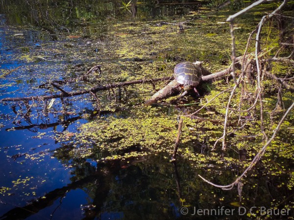 One of the many turtles we saw on the Ipswich River.