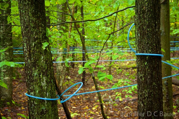 Maple Syrup Tubing, Andrew Brook Trail, Newbury, NH