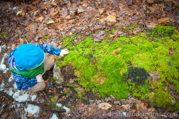 Addie feeling the moss in the Hammond Reservation in Andover, MA