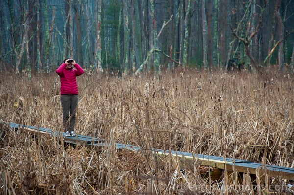 Kate birdwatching in the Mary French Reservation in Andover, MA