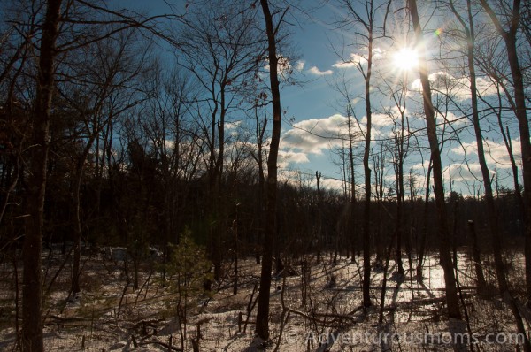 Hiking through Harold Parker State Forest in Andover, MA