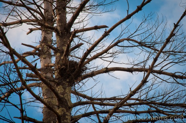 Bird's nest in the Skug River Reservation in Andover, MA