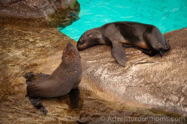 New England Aquarium, Boston, MA