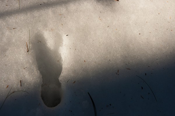 Deer tracks in the snow at Taft Reservation in Andover, MA