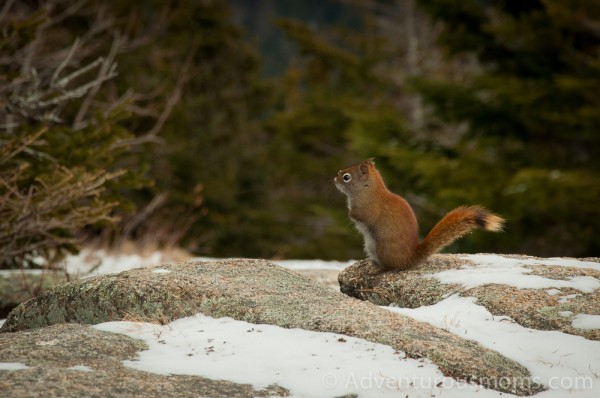 A red squirrel atop Mt. Willard in Bretton Woods, NH.