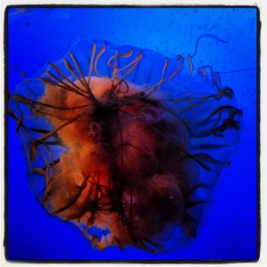 Jellyfish at the New England Aquarium