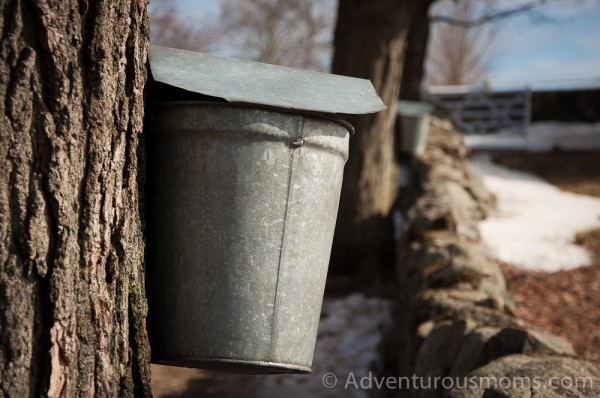 A tapped maple tree at Appleton Farms Ipswich