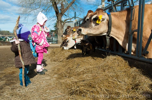 Addie and Elizabeth checking out the cows at Appleton Farms in Ipswich, MA