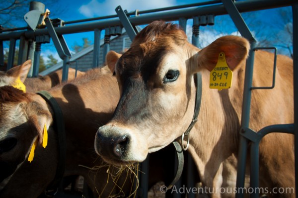 The cows at Appleton Farms in Ipswich, MA