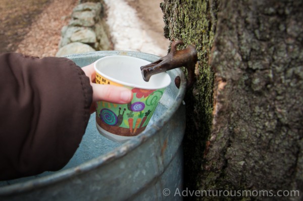 Addie collecting sap from a maple tree at Appleton Farms in Ipswich, MA