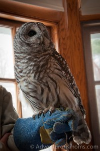 Barred Owl at the Mass Audubon Museum of American Bird Art