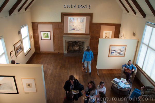 The "Only Owls" Exhibit at the Museum of American Bird Art at Mass Audubon