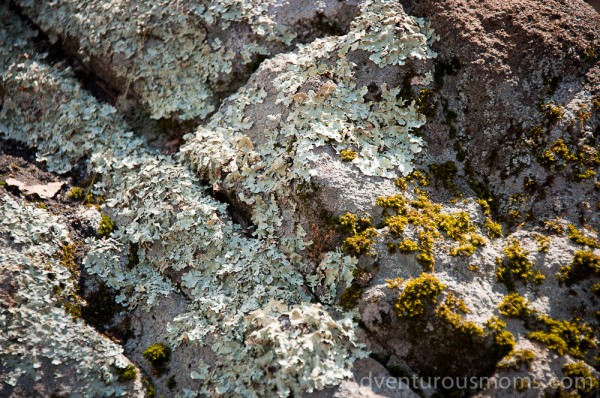 Lichen and algae