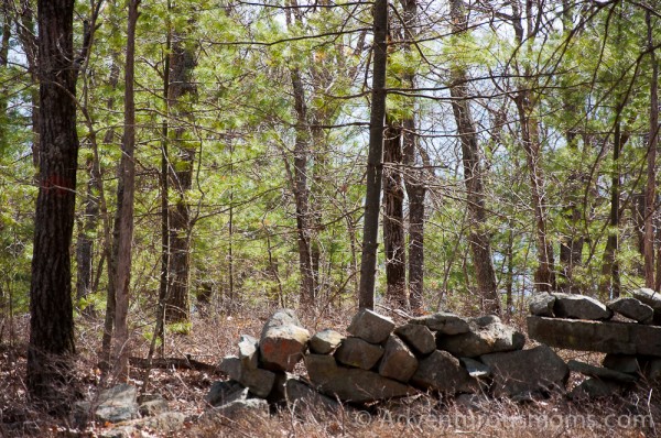 Harold Parker State Forest in Andover, MA