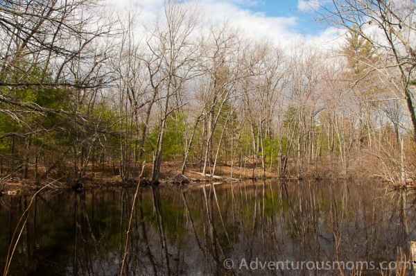 Harold Parker State Forest in Andover, MA