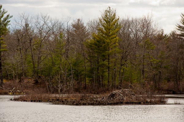 Harold Parker State Forest in Andover, MA