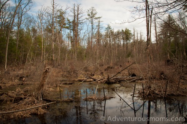 Harold Parker State Forest in Andover, MA