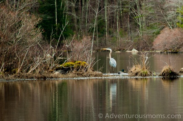 A blue heron and a duck at Harold Parker State Forest