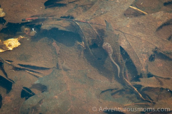 Tadpole swimming in Stearns Pond at Harold Parker State Forest