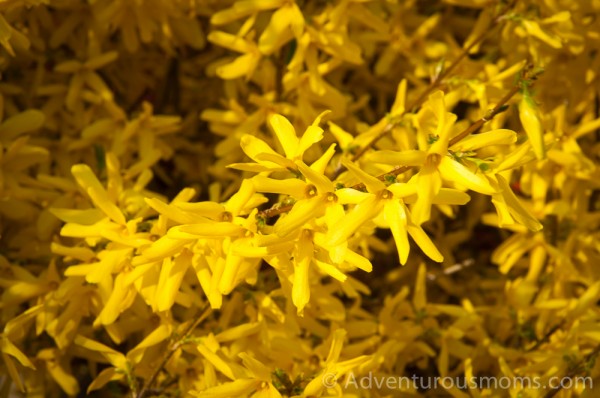 Forsythia at the Steven Estate on Osgood Hill in North Andover, MA