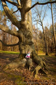 Addie sitting on a giant tree at Osgood Hill in North Andover, MA