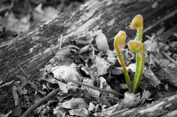 Fiddleheads on the Osgood Hill Trail in North Andover, MA