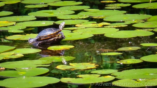 Canoeing in Harold Parker State Forest, Andover, MA