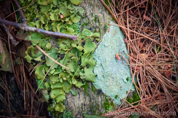 Peggy Keck Reservation, Andover, MA