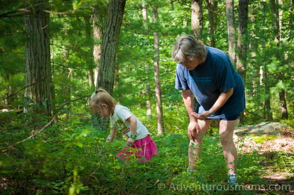 Addie foraging for blueberries at Peggy Keck Reservation, Andover, MA