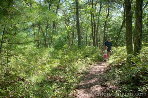 Addie foraging for blueberries at Peggy Keck Reservation, Andover, MA