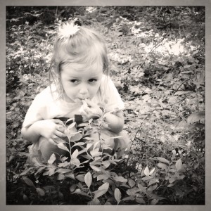 Addie foraging for blueberries at Peggy Keck Reservation, Andover, MA