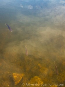 Fish in the Groton School Pond along the Nashua River Rail Trail