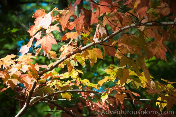 Fall Foliage at Wilkinson Reservation in Andover, MA