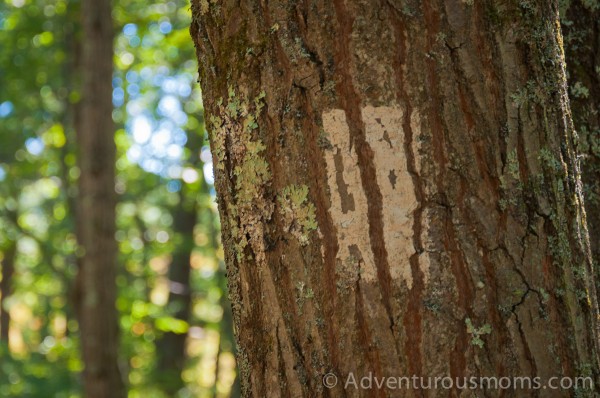 A rare trail marker in Wilkinson Reservation in Andover, MA