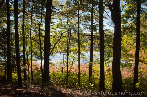 Our view from the benches at the end of Dagger's Ridge at Wilkinson Reservation in Andover, MA