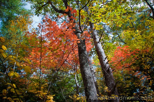 Fall Foliage on West Rattlesnake Mountain in Holderness, NH