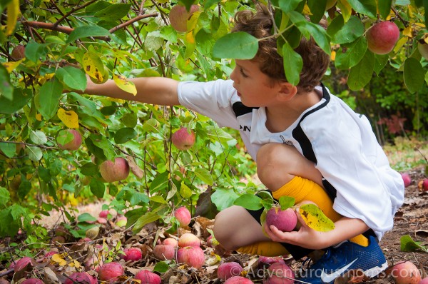 Apple picking at Smolak Farms in North Andover, MA