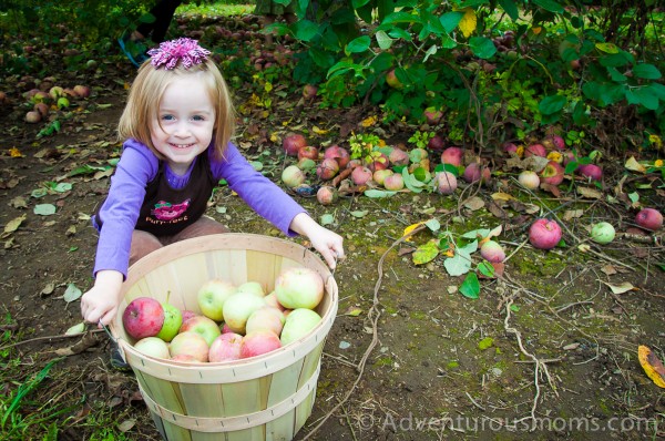 Apple picking at Smolak Farms in North Andover, MA