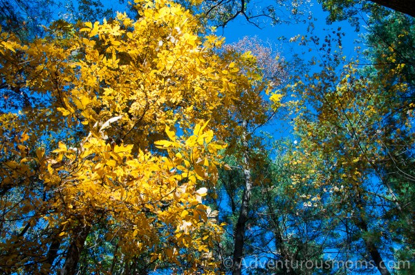 Fall Foliage in Woodchuck Hill, North Andover, MA