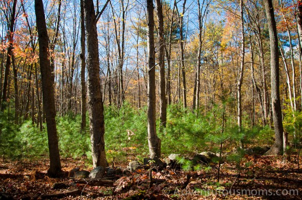 Woodchuck Hill, North Andover, MA