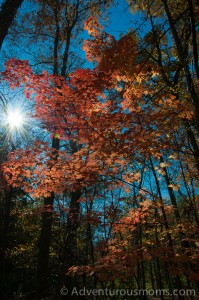 Fall foliage