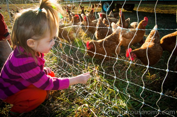 Addie feeding the hens at Appleton Farms, Ipswich, MA