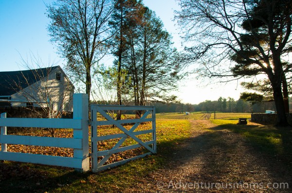 The cow pasture at Appleton Farms.